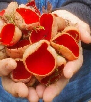 В Калининградских лесах созрели «эльфийские чаши» (фото)  