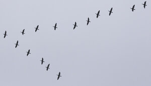 Возвращение ближних мигрантов: на Куршской косе сезон кольцевания начнут раньше обычного