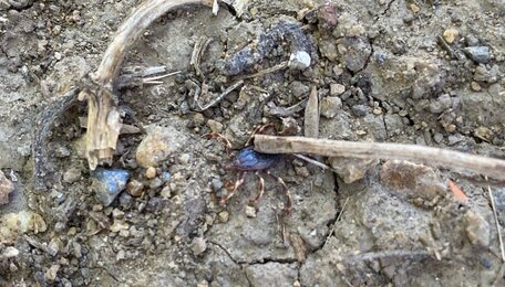 Калининградец утверждает, что заметил на Девау клеща размером с майского жука (фото)  