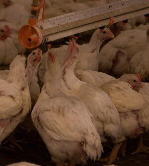 В Калининградской области растёт поголовье птицы, но снижается производство яиц  