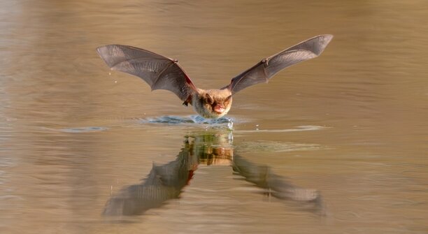 Дневное дефиле ночницы: калининградка сфотографировала летучую мышь (обновлено)  