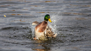 Туман, дождь и до +15: какая погода ждёт Калининградскую область в воскресенье