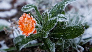 Заморозки остаются, но без резкого холода: калининградские синоптики смягчили прогноз на следующую неделю