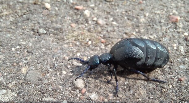 Хуже крапивы: в Калининградской области проснулись насекомые, к которым нельзя прикасаться