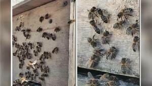 Пчелиный рой, который зимой нашли в Гурьевске на заснеженном кусте, благополучно дождался весны (видео)  