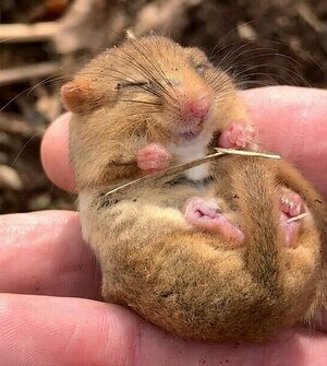 «Вот такое чудо под гнилым пнём»: под Зеленоградском мужчина нашёл на участке спящую орешниковую соню (фото, видео)