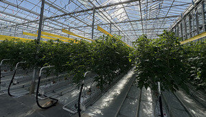 В Калининградской области на 5,3 га открылась теплица для выращивания помидоров и баклажанов (фото)  