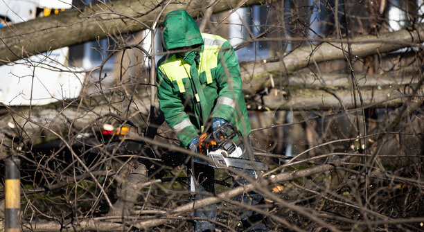 В Калининграде после общегородского субботника введут мораторий на обрезку деревьев