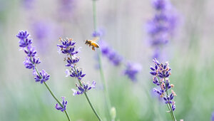 На пасеке в Гвардейском районе неправильные пчёлы делали неправильный мёд