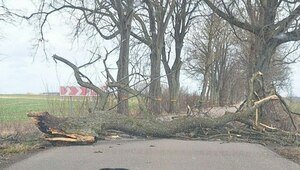 Выдрал деревья с корнем и повалил фронтон амбара: что натворил штормовой ветер в Калининграде и области (фото, видео)