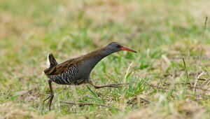 Птичку, которая бегает как спринтер и хрюкает как поросёнок, заметили в Светловском округе (фото)  