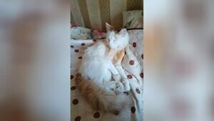 Лежал в луже со сломанными лапами: калининградцы влезли в долги ради спасения кота, от которого избавились хозяева   