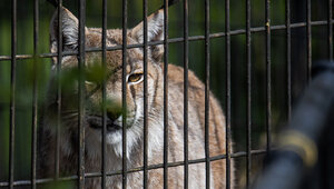В Калининграде из-за сильного ветра закрыли зоопарк и аттракционы в Центральном парке