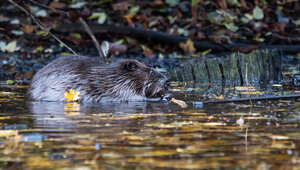 От бобра бобра ищут: в России подсчитали число водных грызунов