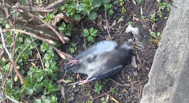 На Летнем озере в Калининграде снова начался массовый мор голубей (фото) 