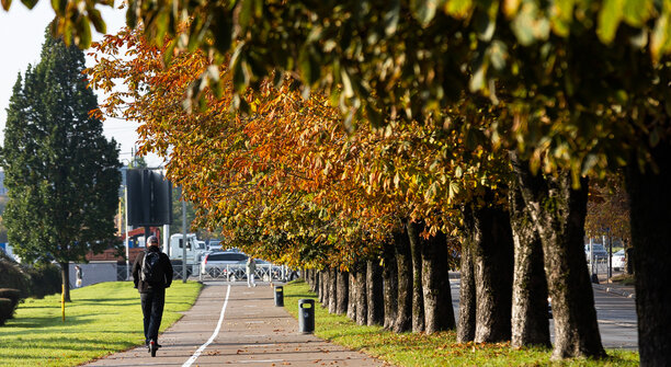 На 50 улицах Калининграда расставят ловушки для моли  