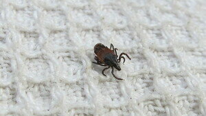 Несмотря на холодные ночи, активность клещей в Калининградской области растёт на глазах (фото)  