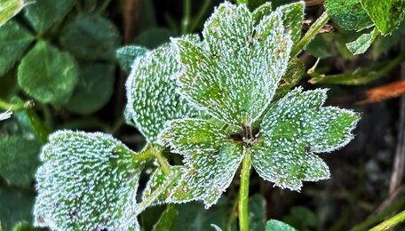 В Калининградской области к концу недели ударят заморозки до -5 градусов