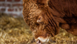 В Калининградской области растёт производство мяса, молока и яиц  