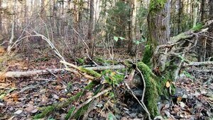 «Я гулял на Виштынце, но пришлось платить в конце»: музыкальный дайджест калининградских новостей за неделю (видео)  