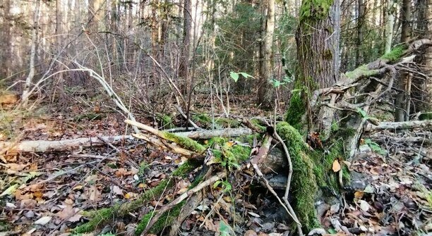 «Я гулял на Виштынце, но пришлось платить в конце»: музыкальный дайджест калининградских новостей за неделю (видео)  