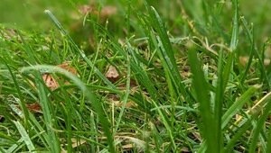 Газон проголодался: как выбрать качественные удобрения для травки, рассказал калининградский агроном  