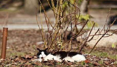 В Калининградской области в субботу потеплеет до +12 градусов