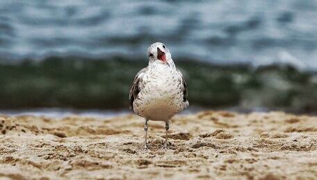 В Калининградской области на неделе потеплеет до +17 и установится сухая погода