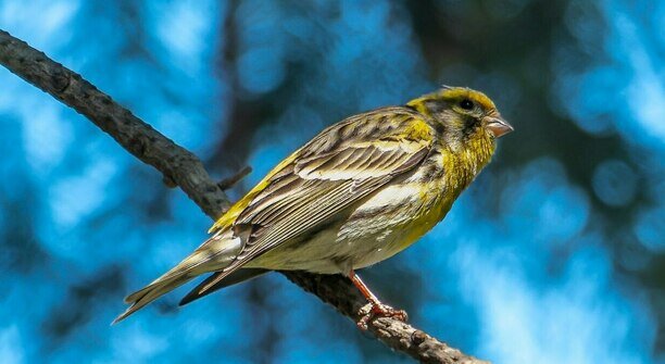 В Калининградскую область вернулась птичка, которая поселилась здесь 121 год назад (фото)  