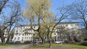 Возле драмтеатра в Калининграде беспощадно обрезали магнолию, у которой любили фотографироваться прохожие (фото) 