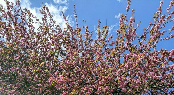 Если яблоня плохо цветёт: калининградский агроном рассказал, как определить, здорово ли дерево, и улучшить урожай