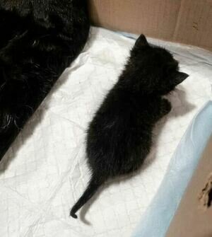 «Принять меры по ликвидации»: в Советске кошку с котятами УК закрыла в подвале без окон (фото) 