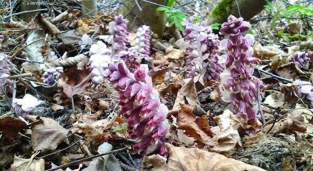 На Куршской косе показался цветок, который большую часть жизни обитает под землёй и славится магическими свойствами (фото)  