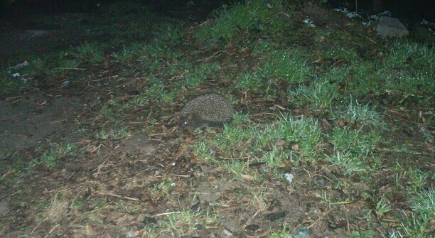 «Любовь у них, весна»: житель Светлого запечатлел милую возню двух ёжиков (видео)  