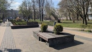 Вымерзшие лавровишни в декоративных вазонах в центре Калининграда заменили на туи (фото)  