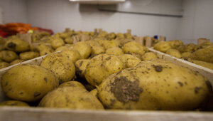 Эксперт объяснил, почему позеленевшую картошку нельзя есть