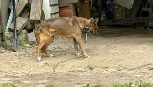 В посёлке под Калининградом хромой истощённый пёс сидит на железной цепи (фото, видео)  