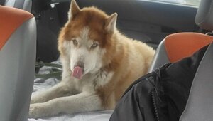 На окраине Калининграда хаски остался жить у сгоревшего дома, где погиб его любимец — девятилетний мальчик (фото)  