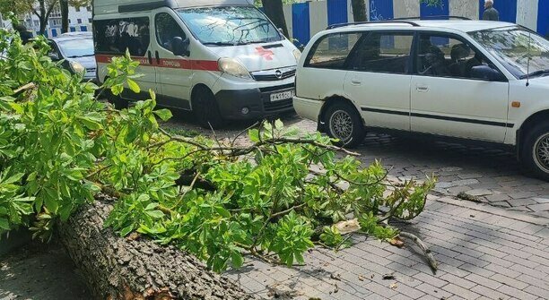 Обвиняемый по делу о смертельном падении каштана в Калининграде вину не признаёт  