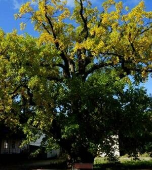 В Ладушкине легендарным дубом можно будет только любоваться, потрогать его не разрешат  
