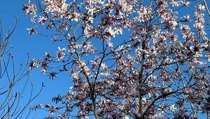 В Ботаническом саду БФУ зацвела аллея магнолий и другие деревья (фото)  