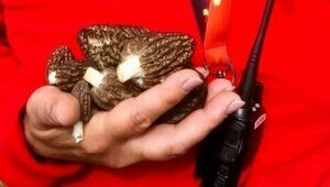 За месяц субботников из калининградских лесов вывезли пять грузовиков мусора и раскрыли места сморчков (фото)  