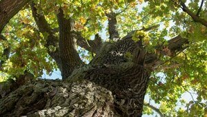 В Ладушкине возле легендарного 800-летнего дуба пройдёт фестиваль с хороводами, драниками и городками