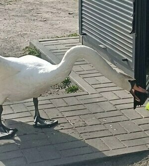Кофейню на Летнем озере в Калининграде терроризирует агрессивный лебедь (видео)