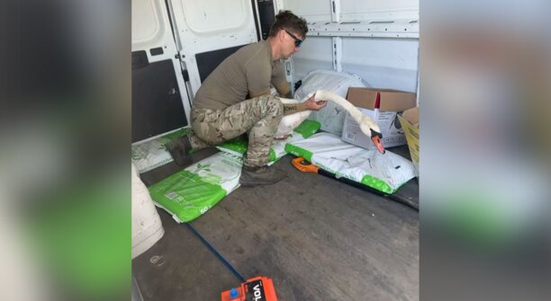 Калининградский фермер приютил сбитого лебедя у себя на пруду, но боится, что разлучил пару (видео)  