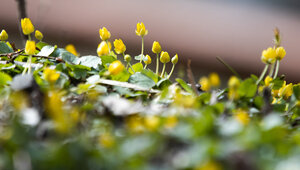 Свежим ветром по едва прогретой земле: прогноз погоды в Калининграде и области на 23 апреля