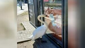 «Маловероятно, что он охраняет гнездо»: поведение «лебедя-кофемана» прокомментировал калининградский орнитолог  