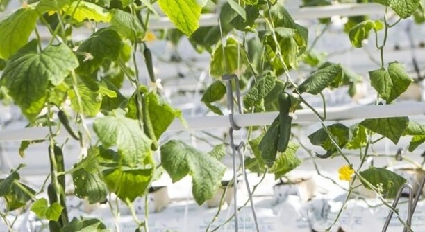 «Вот так чудо! Наконец, стал дешевле огурец!»: музыкальный дайджест калининградских новостей за неделю (видео)  