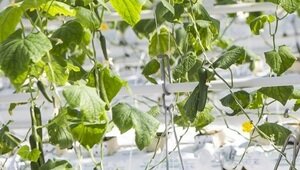 «Вот так чудо! Наконец, стал дешевле огурец!»: музыкальный дайджест калининградских новостей за неделю (видео)  