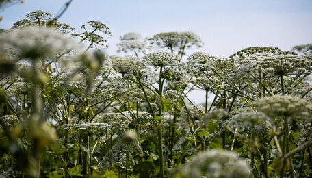 В Зеленоградском районе заплатят 1 млн рублей за оценку химической борьбы с борщевиком  